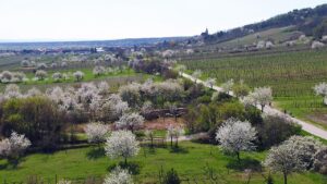 938825_bigpicture_329494_kirsche7