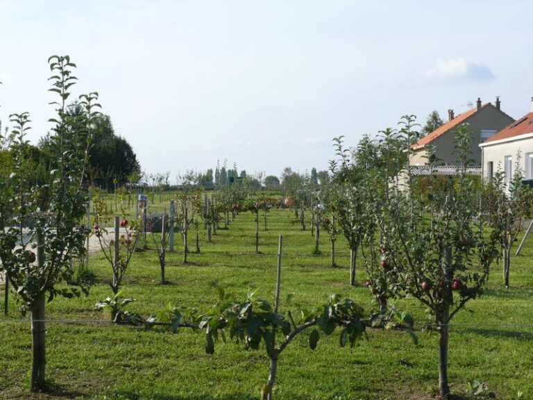 CORBEILLES_verger-3