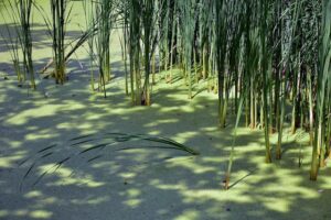 ries-bosch–OFa_rvTGgA-unsplash ries-bosch–OFa_rvTGgA-unsplash